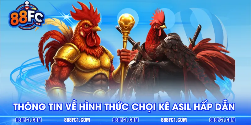 Thông tin về hình thức giải trí chọi kê Asil hấp dẫn 